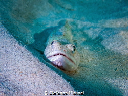 Atlantic Lizardfish - Synodus saurus by Stefanos Michael 